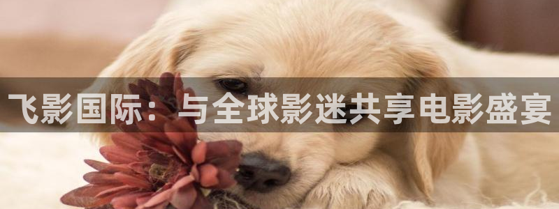 桔子视频一区二区：飞影国际：与全球影迷共享电影盛宴
