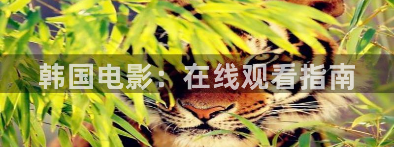 桔子电影在线播放：韩国电影：在线观看指南